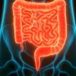 Der Darm: Dein Zentrum für Gesundheit und Wohlbefinden